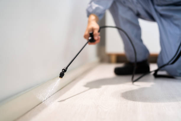 Best Local Pest Control Services  in Pine Mountain Clu, CA