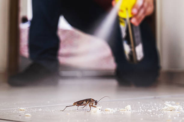 Best Pest Prevention Services  in Pine Mountain Clu, CA